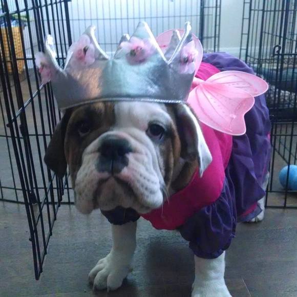 Meet your Posher, Jacqueline - Picture 1 of 1